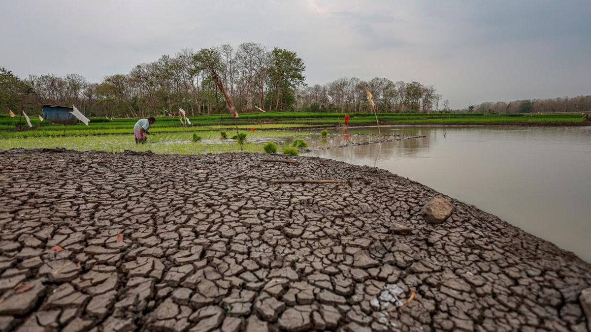 Alarm Kematian El Nino di RI, Benarkah Belasan Ribu Terancam Tewas?