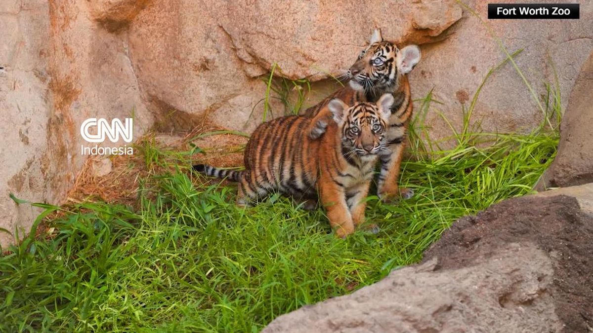 Dua Anak Harimau Sumatra Debut di Kebun Binatang Texas